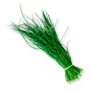 Cibulette